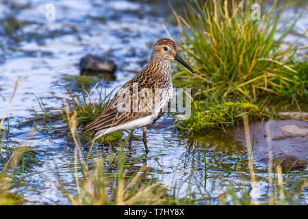 Femelle adulte de Dunlin Svalbard probablement assis sur un marécage à Longyearbyen, Svalbard. Le 28 juin 2010. Banque D'Images