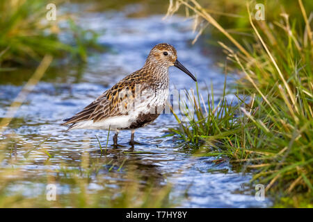 Femelle adulte de Dunlin Svalbard probablement assis sur un marécage à Longyearbyen, Svalbard. Le 28 juin 2010. Banque D'Images