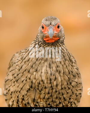 Francolin à bec rouge de Swainson (Pternistis swainsonii) assis sur le dessus d'un Bush à sec en Afrique du Sud. Perché sur un fond naturel marron. À tout droit Banque D'Images