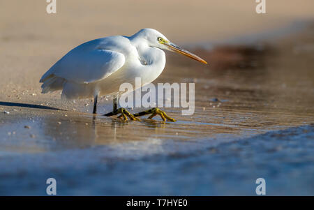 Forme blanche Western Reef Egret (Egretta gularis schistacea) la pêche en mer Rouge, Egypte. Se reposer sur ses genoux. Banque D'Images