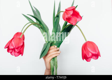 Woman's hand holding bouquet de tulipes roses fraîchement coupées avec des feuilles vertes sur fond blanc. Banque D'Images
