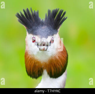 Grèbe huppé - Podiceps cristatus - Haubentaucher ssp. cristatus, Allemagne, des profils Banque D'Images