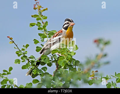 Golden-breasted bunting somaliens (Emberiza poliopleura) des profils perché dans un arbre Banque D'Images