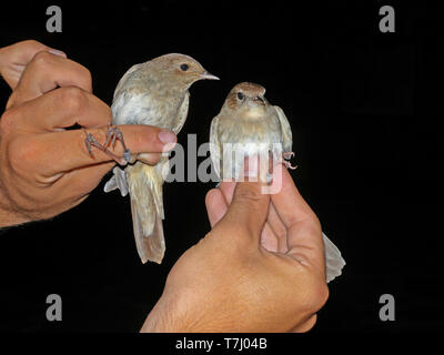 Thrush Nightingale (Luscinia luscinia), Common NIghtingale (Luscinia megarhynchos) dans la main pour le baguage Banque D'Images