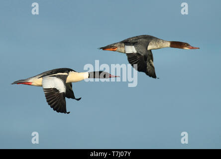 Harle bièvre (Mergus merganser), deux oiseaux en vol, vu de profil, montrant les ailes supérieures. Banque D'Images