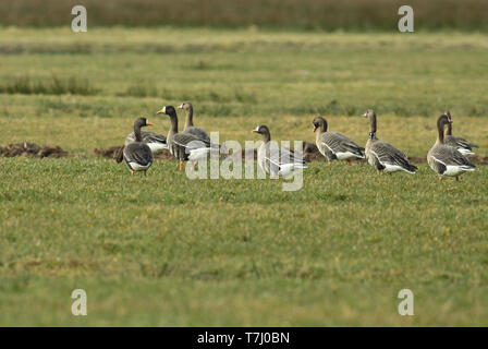 Le Groenland de l'Oie naine (Anser albifrons flavirostris) dans un pré vert au cours de l'hiver aux Pays-Bas Banque D'Images