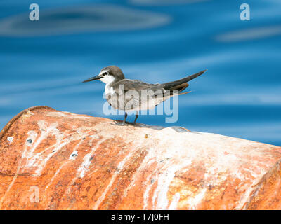 Sterne bridée (Onychoprion anaethetus), juvénile reposant sur un vieux baril de pétrole en mer d'Oman. Vue de côté. Banque D'Images