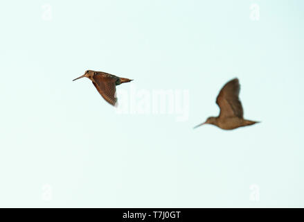 Deux d'eurasie la bécasse (Scolopax rusticola) de l'affichage au crépuscule vol au-dessus d'une forêt en Finlande. Banque D'Images