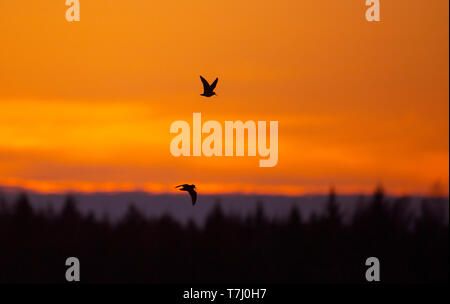 Deux d'eurasie la bécasse (Scolopax rusticola) de l'affichage au crépuscule vol au-dessus d'une forêt en Finlande. Banque D'Images