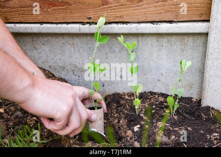 La plantation des plantes de pois sucré en jardin border Banque D'Images