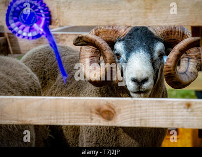 Scottish Blackface Moutons, Salon de l'Agriculture, de l'Écosse, Royaume-Uni Banque D'Images