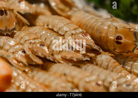 Squilla Mantis mantis (frais) de crevettes sur le marché aux poissons Banque D'Images