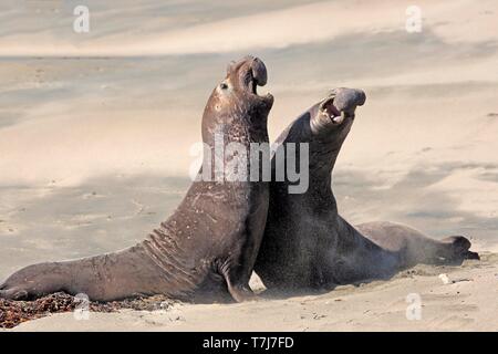 L'éléphant (Mirounga angustirostris), deux mâles adultes combats sur la plage, menaçant de Piedras Blancas, Rookery, San Simeon, San Luis Banque D'Images