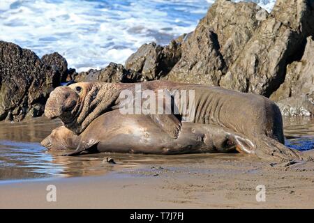 L'éléphant (Mirounga angustirostris), adulte, couple d'animaux sur la plage l'accouplement, le Rookery Piedras Blancas, San Simeon, San Luis Obispo Banque D'Images