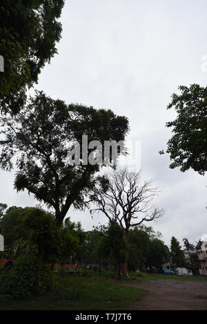 La ville de Howrah, Inde. 4 mai, 2019. Vivre et l'arbre mort à la surface de l'usine de traitement de l'eau Padmapukur le jour après le cyclone Fani pourrait avoir été h Banque D'Images