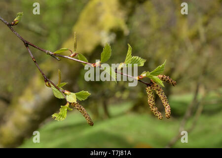 Les Chatons de bouleau blanc, Betula pendula Banque D'Images