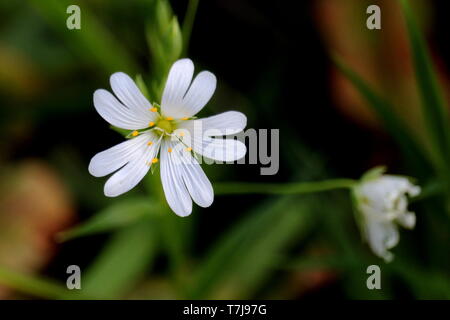 Une plus grande, Stellaria holostea stellaire à l'homme pauvre, boutonnière, dit remède de fines herbes pour guérir la douleur connu sous le nom de 'stitch', qui touche les gens lors de l'exécution Banque D'Images