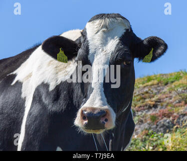 Gros plan d'une vache laitière Frison Banque D'Images