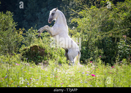 Alter Real. L'étalon gris Hexeno l'élevage sur une prairie en fleurs. Allemagne Banque D'Images