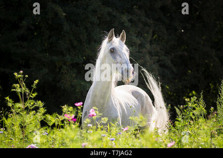 Alter Real. L'étalon gris Hexeno debout sur une prairie en fleurs. Allemagne Banque D'Images