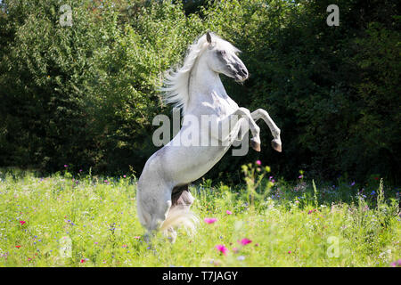 Alter Real. L'étalon gris Hexeno l'élevage sur une prairie en fleurs. Allemagne Banque D'Images