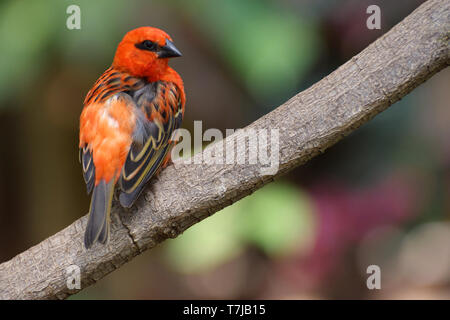 Portrait d'oiseaux Fody rouge Banque D'Images