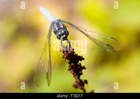 Orthetrum coerulescens, Skimmer carénées Banque D'Images