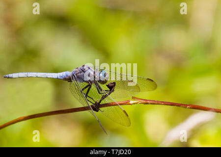 Orthetrum coerulescens, Skimmer carénées Banque D'Images