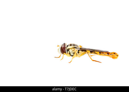 Sphaerophoria scripta Long hoverfly, Banque D'Images