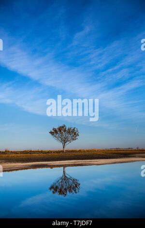 Arbre solitaire sur le terrain Banque D'Images