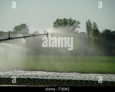 Système d'irrigation pour l'arrosage des plantes sur le terrain agricole. Système de pulvérisation d'eau. Banque D'Images