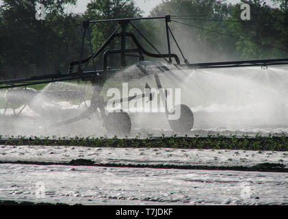 Système d'irrigation pour l'arrosage des plantes sur le terrain agricole. Banque D'Images