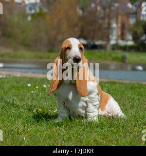 Chiot basset hound Banque D'Images