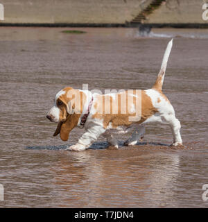 Chiot basset hound Banque D'Images