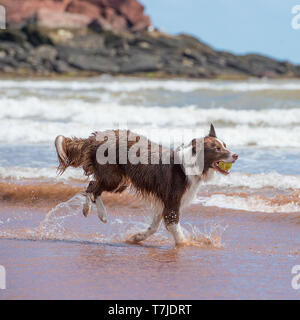 Border Collie sur la plage Banque D'Images