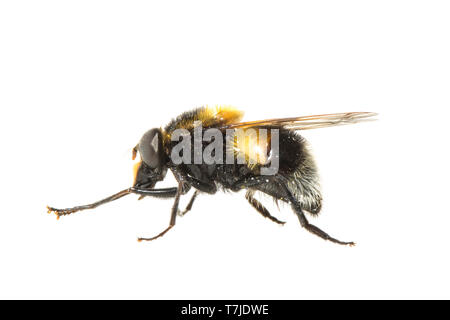 Volucella bombylans Bumblebee Hoverfly, Banque D'Images