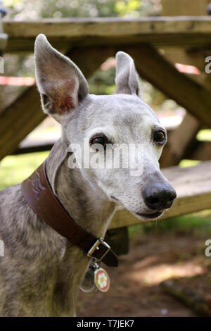 Un portrait head shot d'un Whippet bringé gris à l'extérieur Banque D'Images