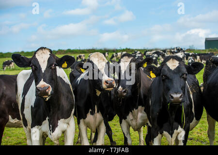 Les vaches holstein dans un champ Banque D'Images