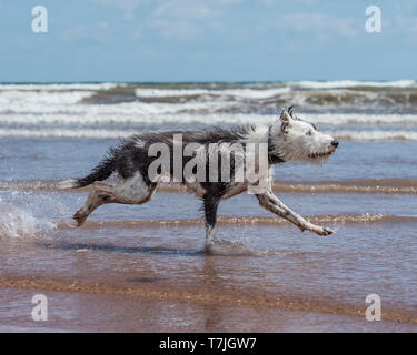 Lurcher chien sur la plage dans la mer Banque D'Images