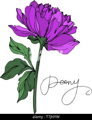 Vector floral fleur de pivoine botanique. Lame de ressort sauvages isolés de fleurs sauvages. Violette et verte gravée art d'encre sur fond blanc. Illustration de Vecteur