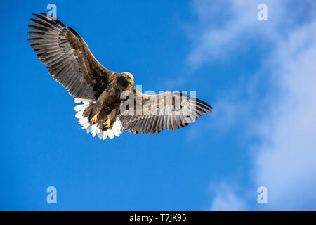 À queue blanche juvénile en vol piqué. Fond de Ciel bleu. Nom scientifique : Haliaeetus albicilla, également connu sous le nom de l'ern, erne, gray eagle, Eura Banque D'Images