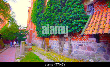 Un beau coup d'arbres jouxtant le mur et qu'un passage à un petit jardin 1;2019 Banque D'Images