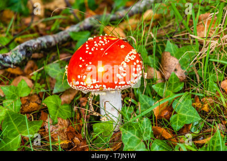 Niché dans un patch débraillé, Fly agarics ou Amanita muscaria Banque D'Images