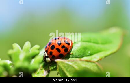 Harmonia axyridis l'arlequin ou asiatique ladybeetle Banque D'Images