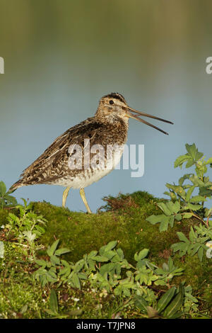 Des profils Bécassine de Wilson (Gallinago delicata) composant le lac Le Jeune, Colombie Britannique Banque D'Images