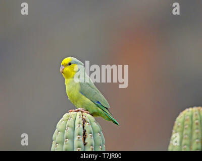 À face jaune Parrotlet (Forpus xanthops) perché sur un cactus. Une espèce endémique à la forêt sèche, riverains des fourrés et frottez dans le Marano Banque D'Images