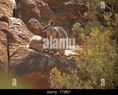 Mère à pieds jaunes-Rock wallaby ou ring-tailed wallaby (Petrogale xanthopus) avec les jeunes de boire du lait. Banque D'Images