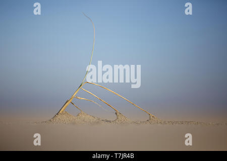 Mer rejetées par la mer (Bolboschoenus maritimus scirpe timide) coincé dans le sable sur la plage de l'île de Wadden Terschelling aux Pays-Bas. Banque D'Images