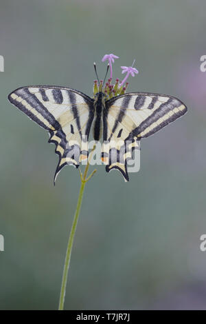 L'Alexanor Papilio alexanor () ou le sud de l'Hirondelle, perché au sommet de la petite fleur pourpre dans le Mercantour en France. Vu de dessus. Banque D'Images