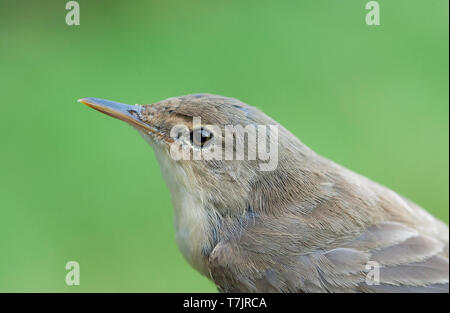 Close-up of Eurasian Reed Warbler (Acrocephalus scirpaceus) capturés et bagués à la fin août sur la sonnerie gare de Nijmegen, Pays-Bas. Banque D'Images